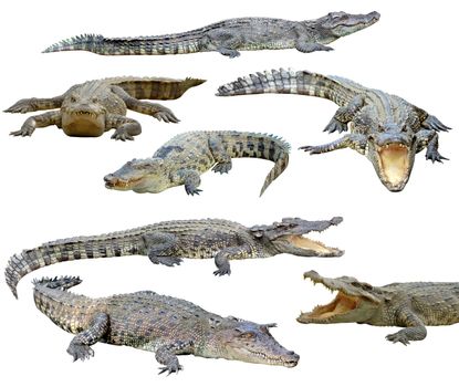 collection of  crocodile isolated on white background
