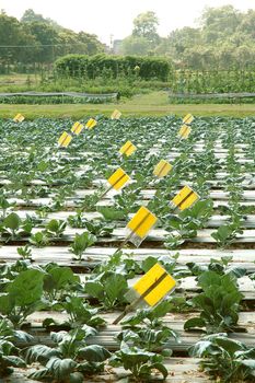 vegetable field