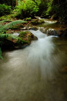 tropical stream