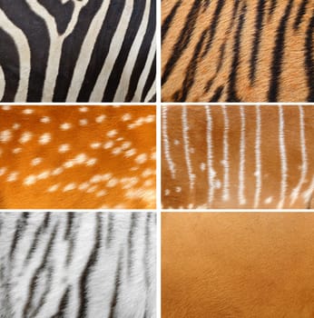 6 collection of animal skin