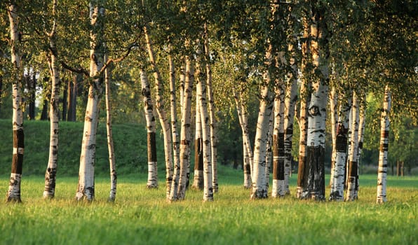 Beautiful landscape with the sun and shades in a birchwood