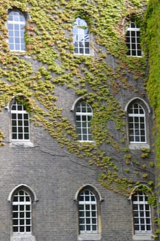Ivy growing round group of windows