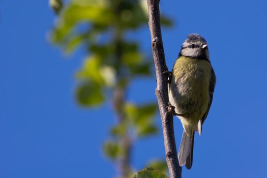 A Young Blue Tit (Cyanistes Caerleus)