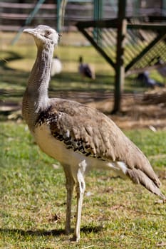 Kori Bustard standing tall on the grass