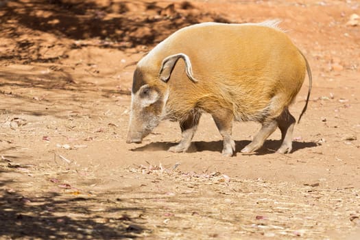 A stout Red River Hog with long curly ears on a dry arid land