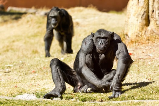 Two adult Chimpanzees native to west and Central Africa
