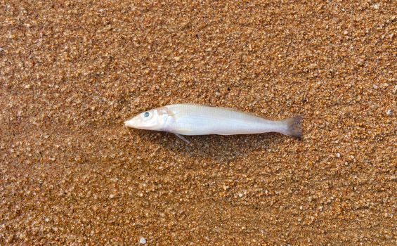 Dead fish on the beach orange sand