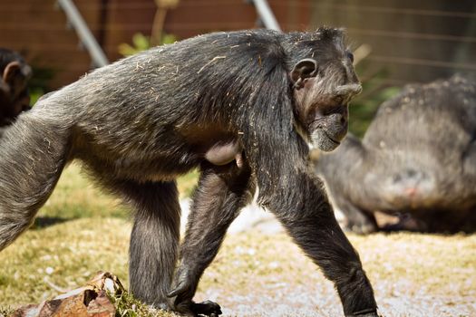 A female Chimpanzee walking around in a park