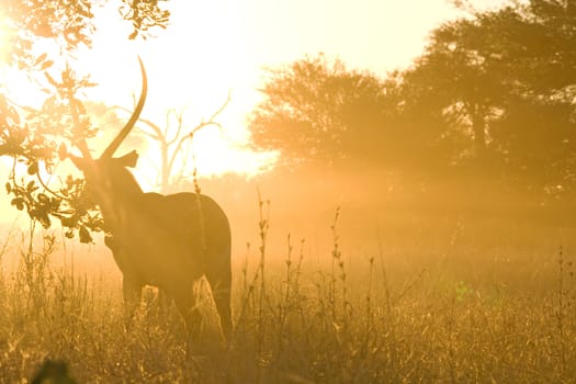 Waterbuck silhouette against a dusty sunset. Photographed in Kruger National Park, South Africa.