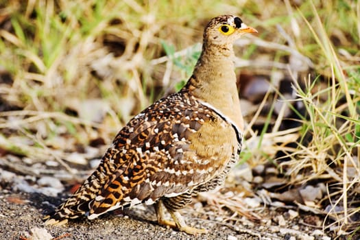 Double-banded Sandgrouse (Pterocles bicinctus) photographed in Kruger National Park, South Africa