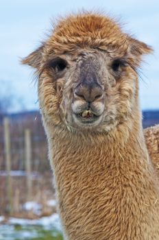 Alpaca