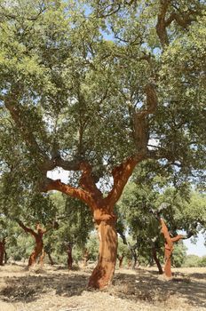 Cork trees - quercus suber - recently stripped, Alentejo, Portugal