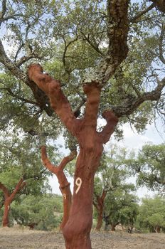 Cork trees - quercus suber - recently stripped, Alentejo, Portugal