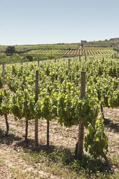 Vineyard in the fruit set season, Borba, Alentejo, Portugal