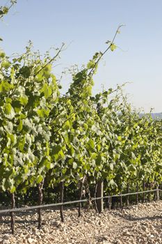 Vineyard in the fruit set season, Borba, Alentejo, Portugal