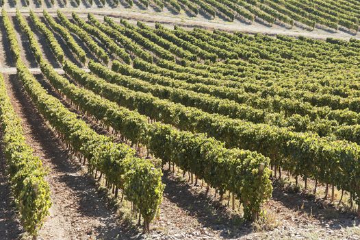 Vineyard in the fruit set season, Borba, Alentejo, Portugal