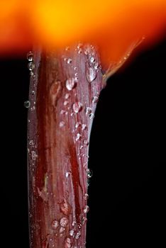 Canna covered with drops of water, more beautiful