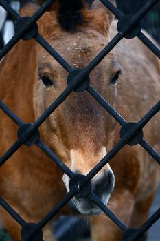 Horse behind a lattice very sad and sad in zoo