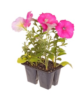 Pack containing four seedlings of pink-flowering petunia plants ready for transplanting into a home garden isolated against a white background