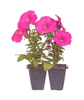 Pack containing two seedlings of pink-flowering petunia plants ready for transplanting into a home garden isolated against a white background