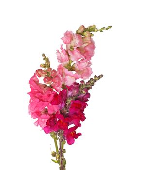 Several stems with pink, red, purple and yellow flowers of snapdragons (Antirrhinum majus) isolated against a white background