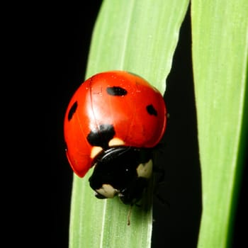 ladybug on grass black background