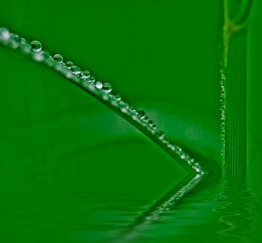 Grass covered with drops of water, beautiful