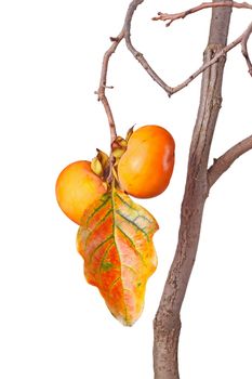 Two ripe fruit of Asian or Japanese persimmon (Diospyros kaki) cultivar Ichi Ki Kei Jiro and a fall leaf hanging on a tree isolated against white