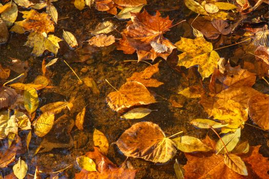 Colorful fall leaves of maple, sycamore, cottonwood and other trees floating on a pool of water in a forest stream in Indiana