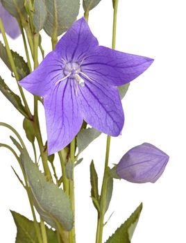 Purple flower, bud and leaves of a balloon flower or bellflower (Platycodon grandiflorus) isolated against a white background