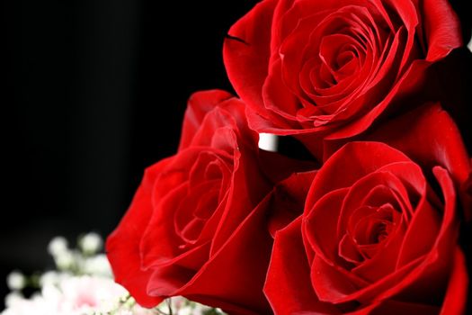 red roses on the black romantic and beautiful