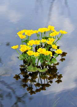 Kingcup or Marsh Marigold (Caltha palustris)
