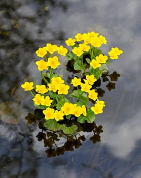 Kingcup or Marsh Marigold (Caltha palustris)
