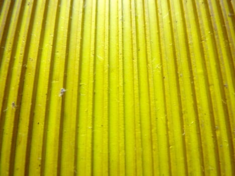 yellow striped rubber as a background