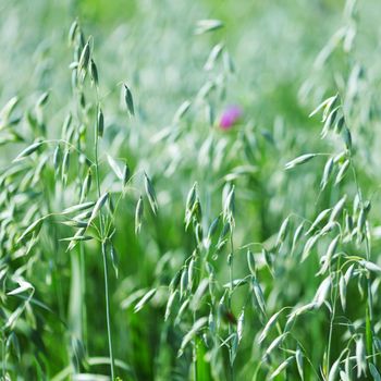 spikelets of oats macro close up