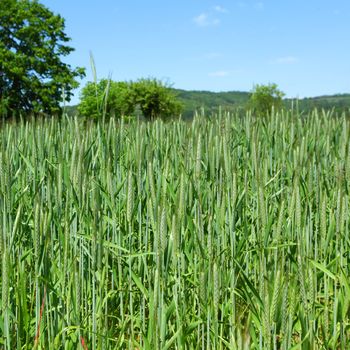 Early spring wheat field