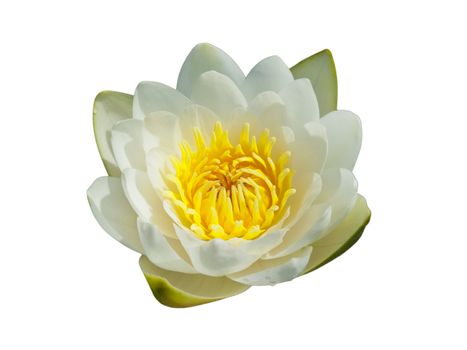 The isolated white water lily, white lotus