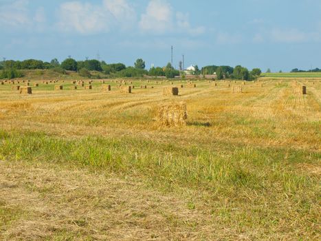 Straw stack after a harvest in the field