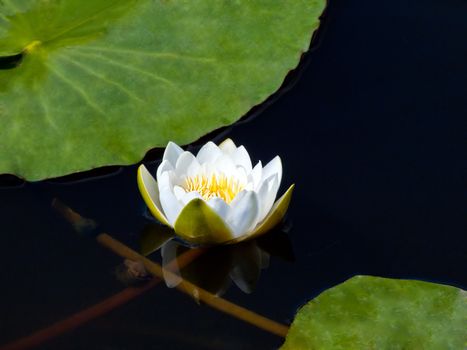 One white water lily in a dark pond, a white lotus