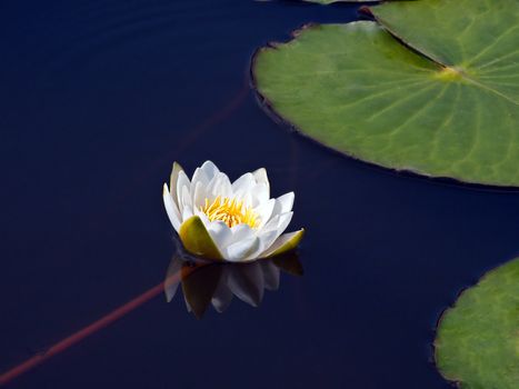 Blooming white water lily in a dark pond, a white lotus