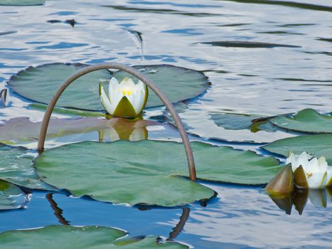 Arch over the white water lily in a dark pond, a white lotus