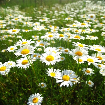  field with white daisies under sunny sky