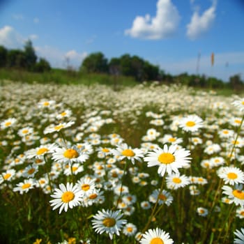  field with white daisies under sunny sky