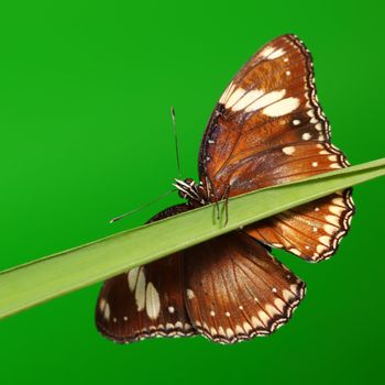 hypolimnas bolina on grass