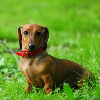 dachshund on grass