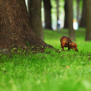 dachshund on green grass close up