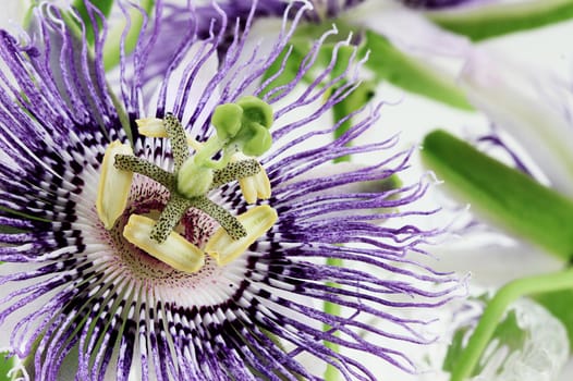 Extreme close up of a beautiful white and purple Passion Flower.
