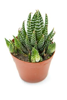 succulent plant