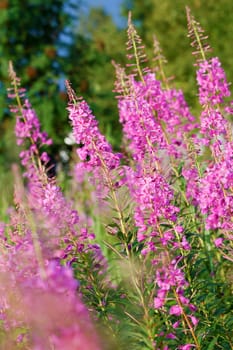 blossoming willow-herb in a forest. summer blooms