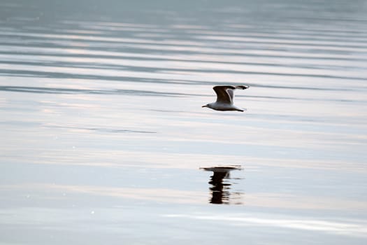 white seagull flying above the water surface